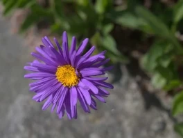 Aster Trade: Token Slides and DEX Plans